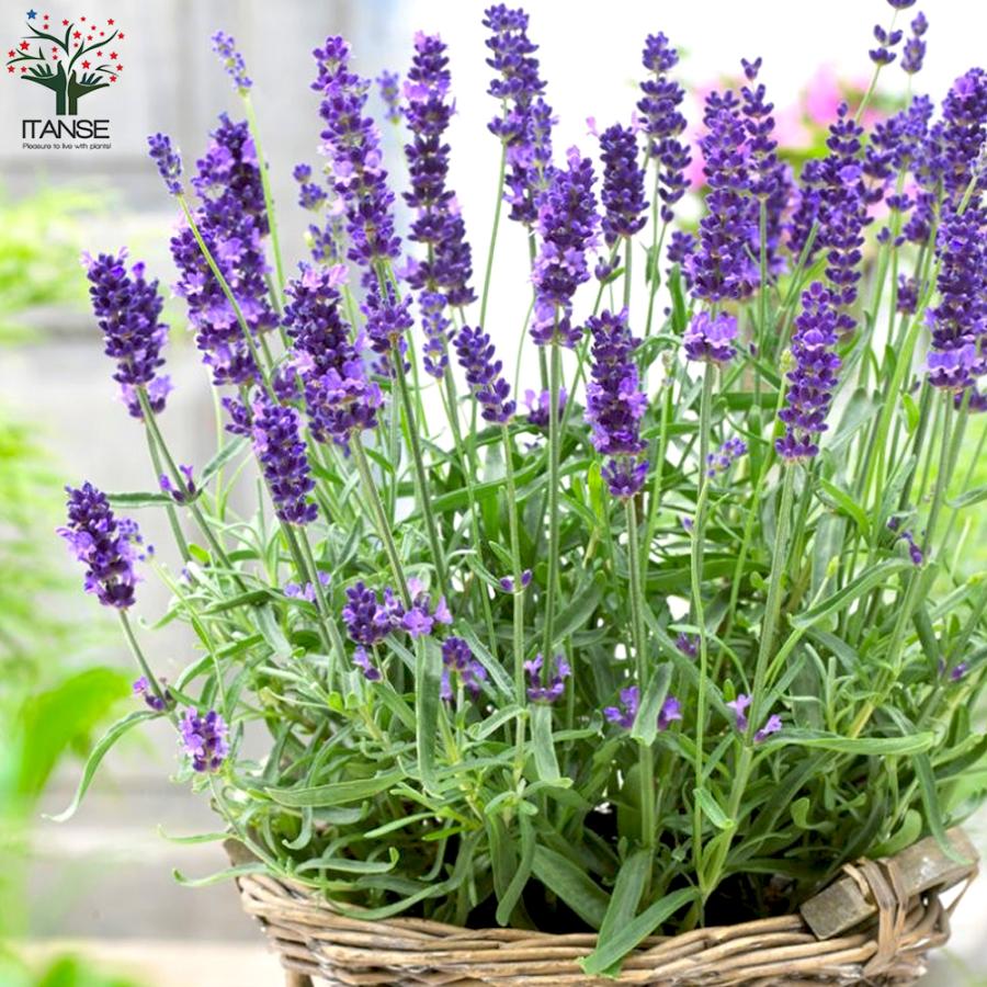 ITANSE ラベンダー イングリッシュヒドコート (濃い紫色の花) ハーブの