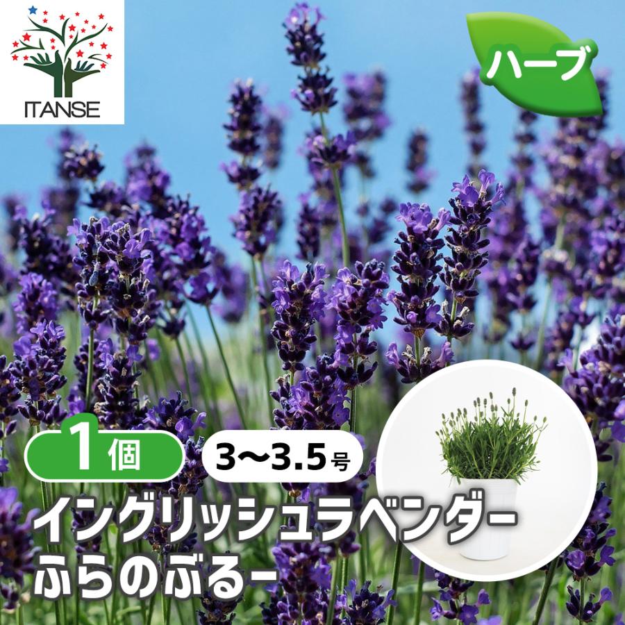 ITANSE ラベンダーの苗 ふらのぶるー (ふらのブルー) ハーブの苗 3