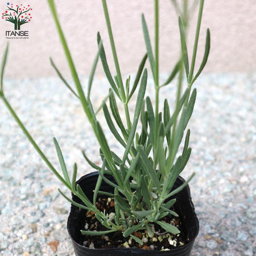 新しいブランド ラベンダーの苗 ラバンジン グロッソ ハーブの苗 9cmポット お買い得2個セット 料理 ガーデニング 家庭菜園 簡単 送料無料 Wantannas Go Id