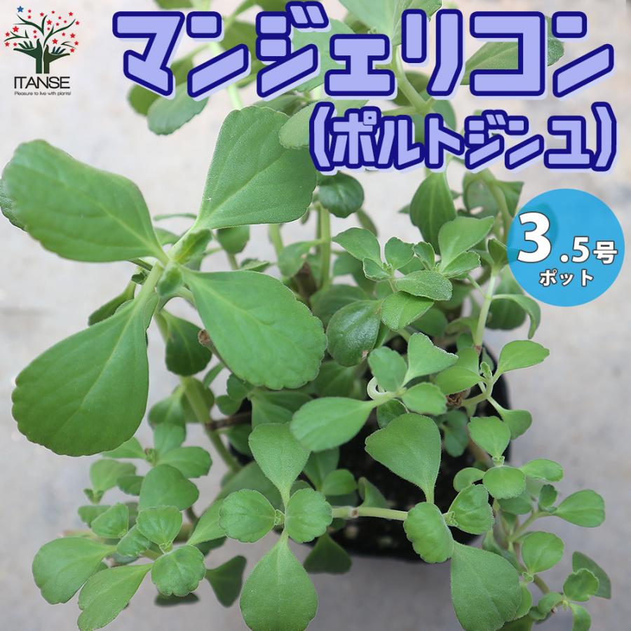 ITANSE マンジェリコンの苗 マンジェリコン(ポルトジンユ)ボルトジンユ