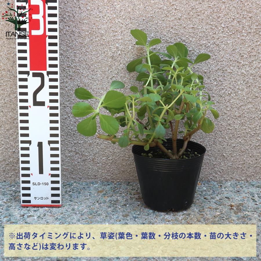 ITANSE マンジェリコンの苗 マンジェリコン(ポルトジンユ)ボルトジンユ