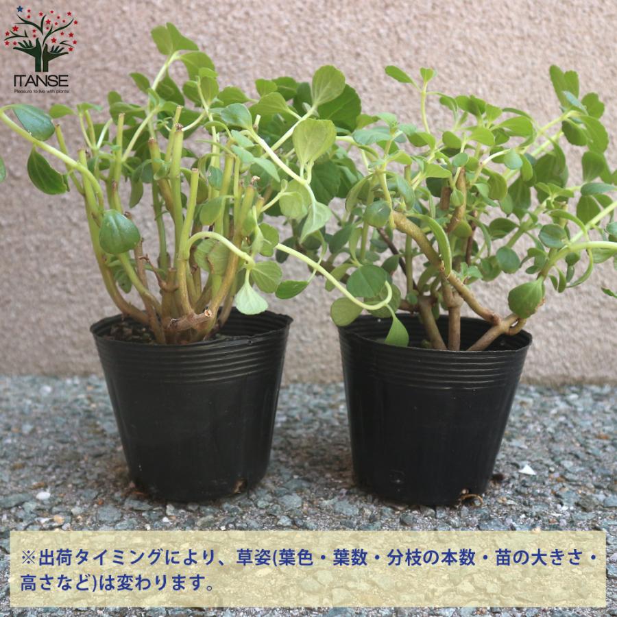 ITANSE マンジェリコンの苗 マンジェリコン(ポルトジンユ)ボルトジンユ