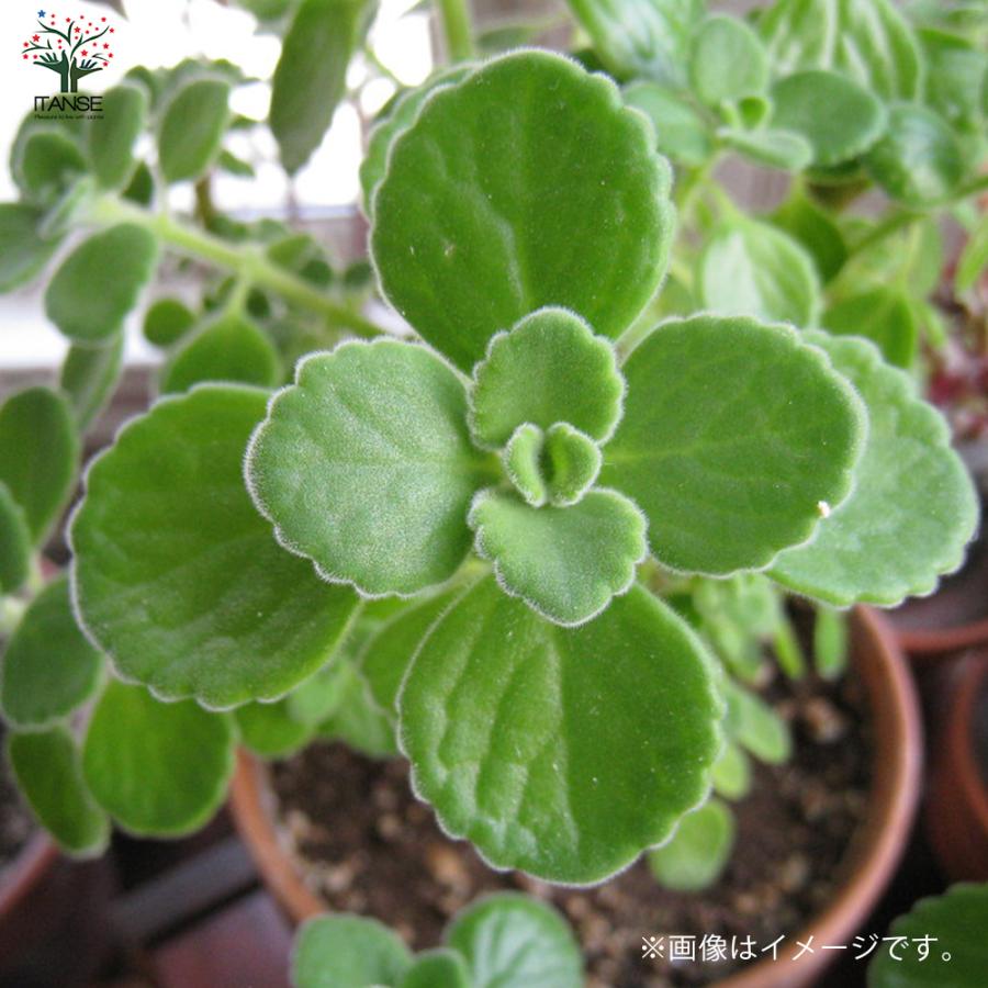 ITANSE アロマティカスの苗 ハーブの苗 9cm 1個売り 料理 ガーデニング