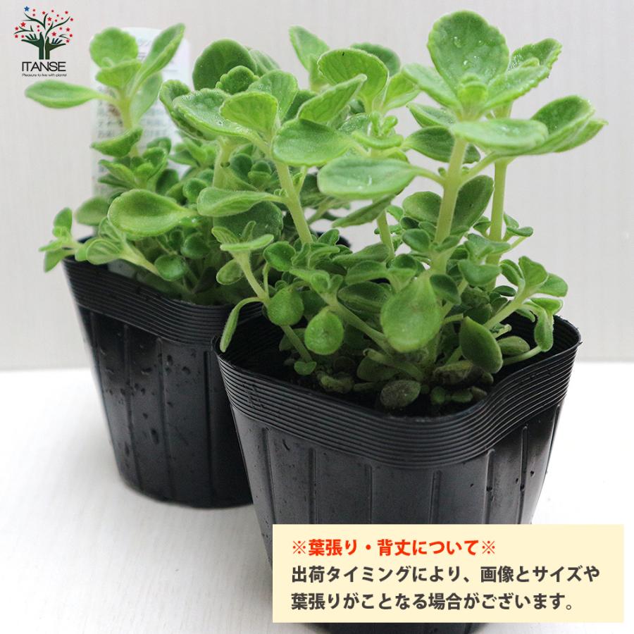 ITANSE アロマティカスの苗 ハーブの苗 9cm お買い得2個セット 料理