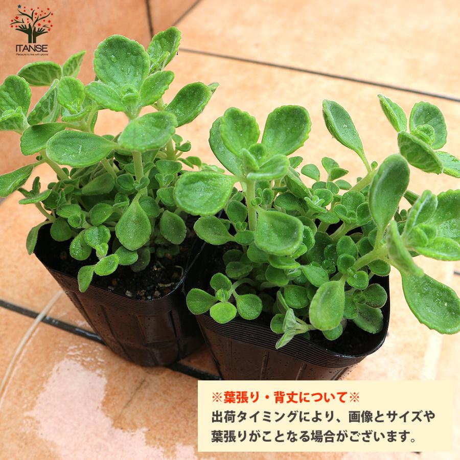 ITANSE アロマティカスの苗 ハーブの苗 9cm お買い得2個セット 料理