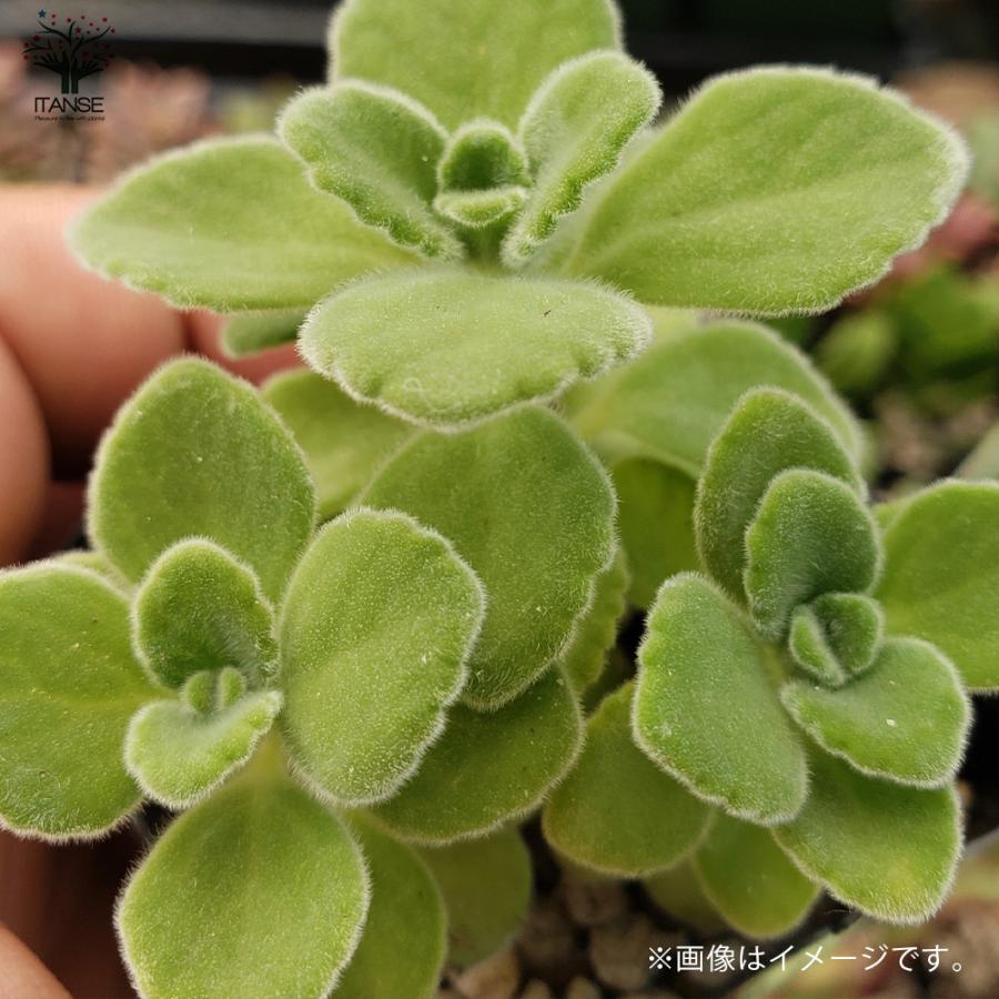 ITANSE アロマティカスの苗 ハーブの苗 9cm お買い得2個セット 料理