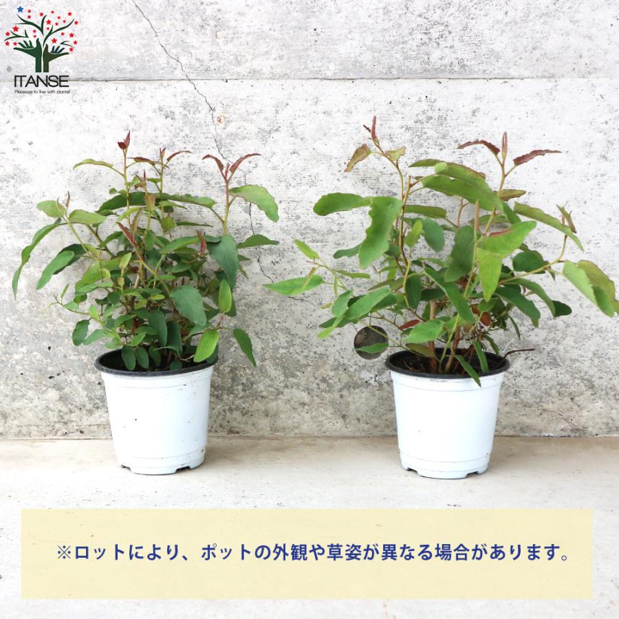いい香りのユーカリ・シネレア 30cmポット 【公式通販】
