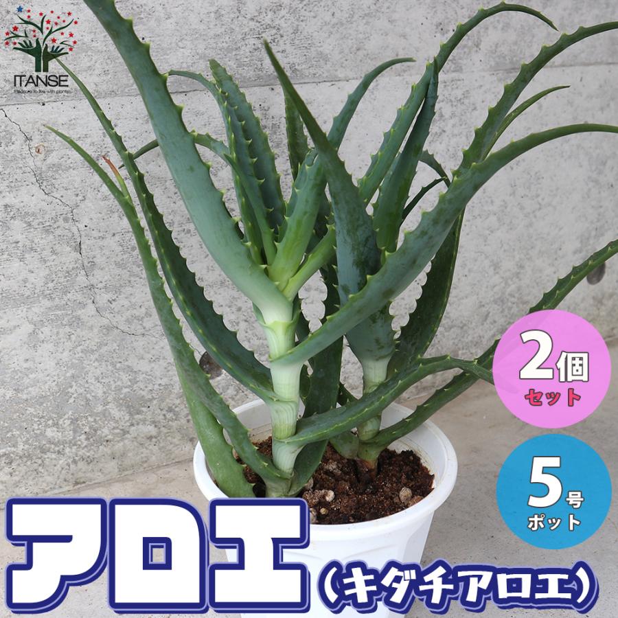 ITANSE アロエ (キダチアロエ) ハーブの苗 5号鉢 お買い得2個セット