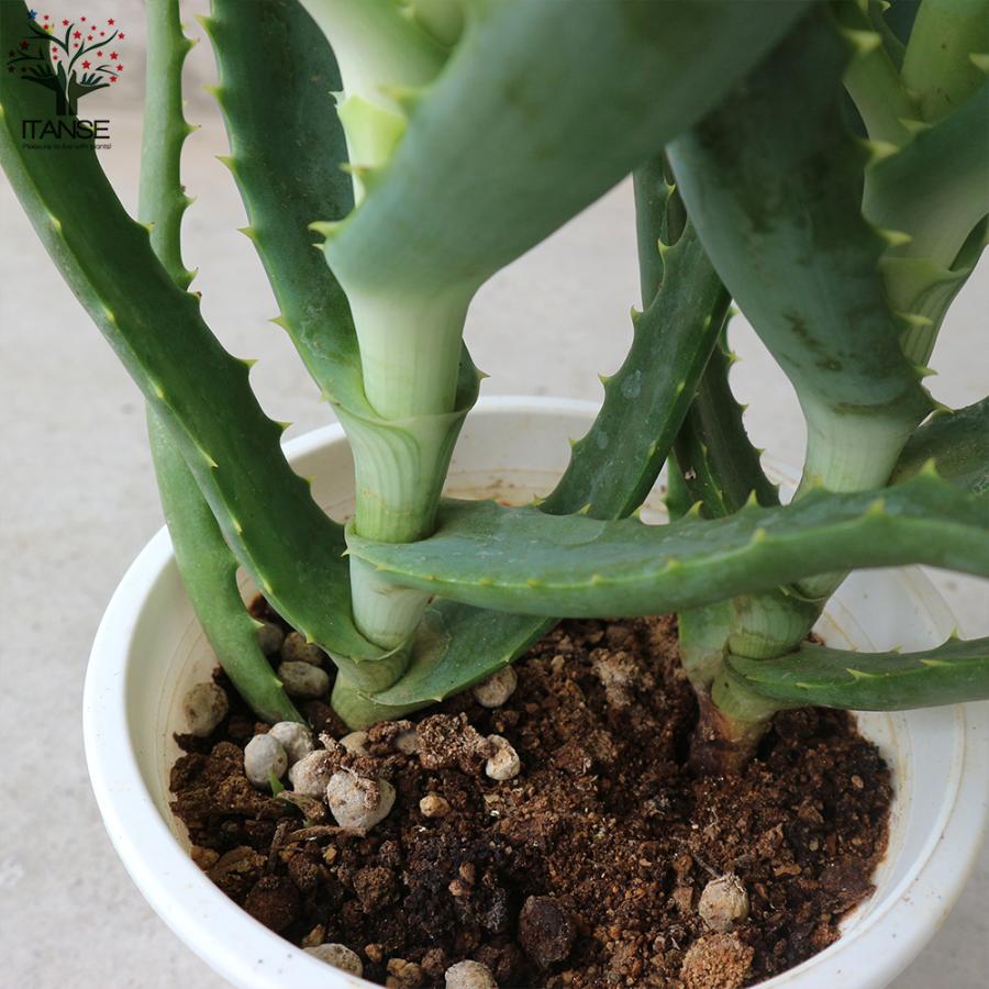キダチアロエ 約30㎝ 2本 発根済みカット苗多肉植物 キダチアロエ カット苗 1カット 大きめ② - メルカリ