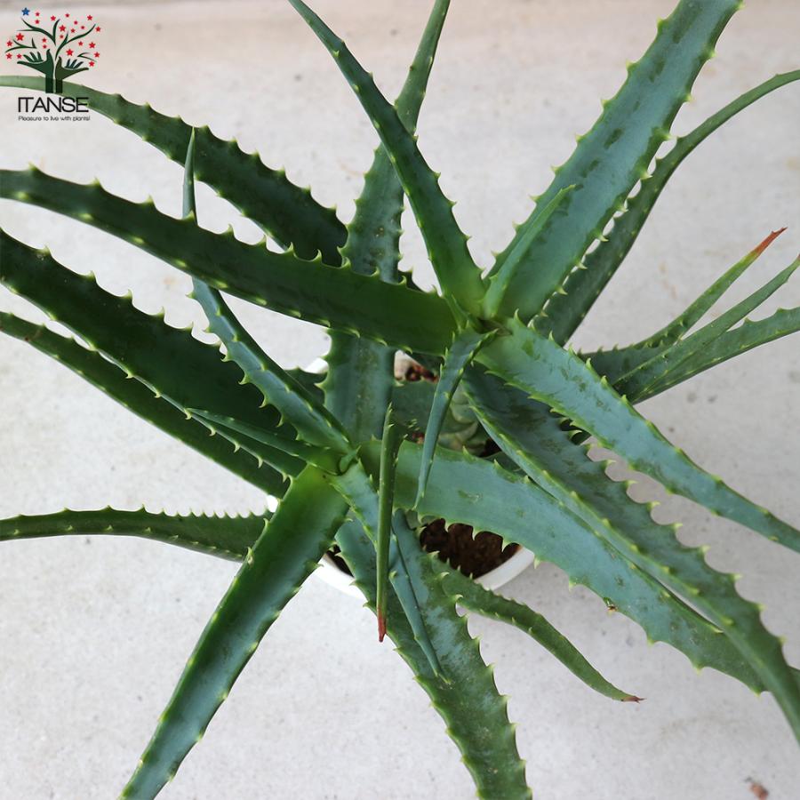 ITANSE アロエ (キダチアロエ) ハーブの苗 5号鉢 お買い得2個セット