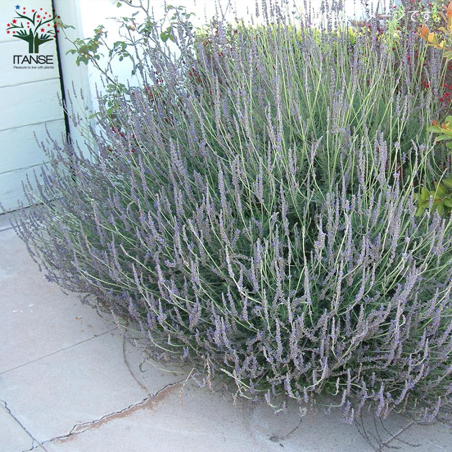 ITANSE スイートラベンダー ハーブの苗 9cmポット お買い得2個セット