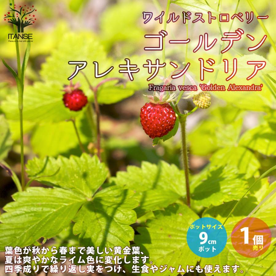 ワイルドストロベリーの苗 ゴールデンアレキサンドリア ハーブの苗 9cmロングポット苗 1個売り 人気 家庭菜園 簡単栽培 収穫 送料無料 Her 野菜苗 植物 青果物販売のitanse 通販 Yahoo ショッピング