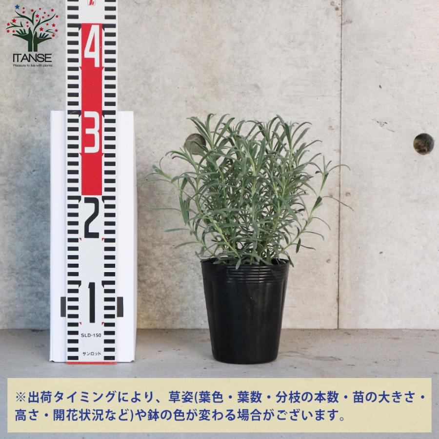観葉植物 プレクトランサス ミントリーフ