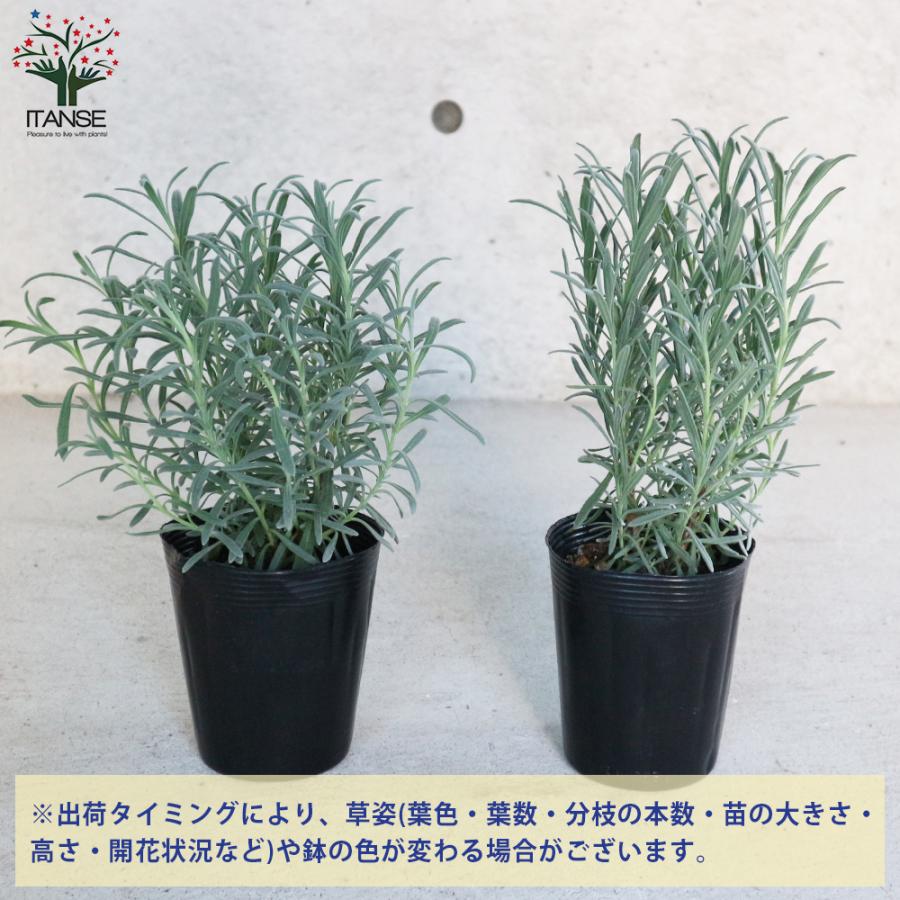 レモングラス ポット直径9 0cm