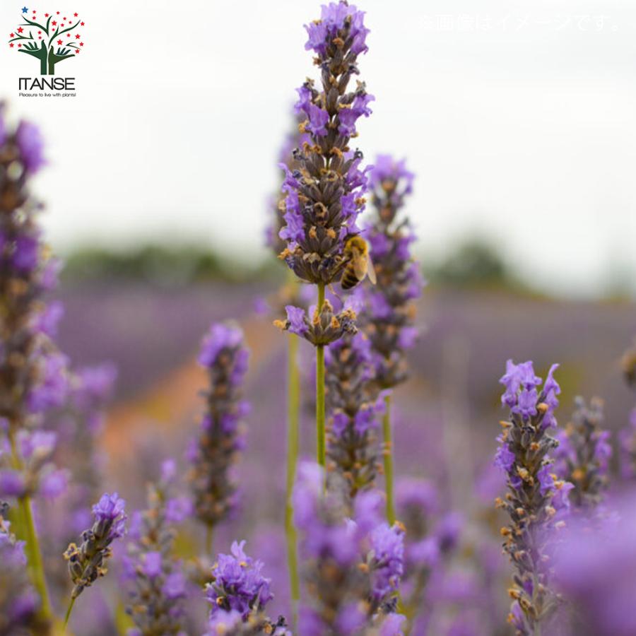 ラベンダー フレンチラベンダー ポット直径9 0cm