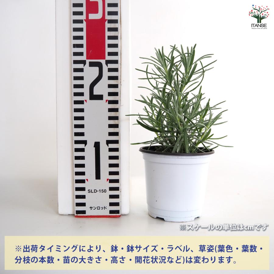 ITANSE ラベンダー ラバンジン グロッソ ハーブの苗 3.5号ポット苗