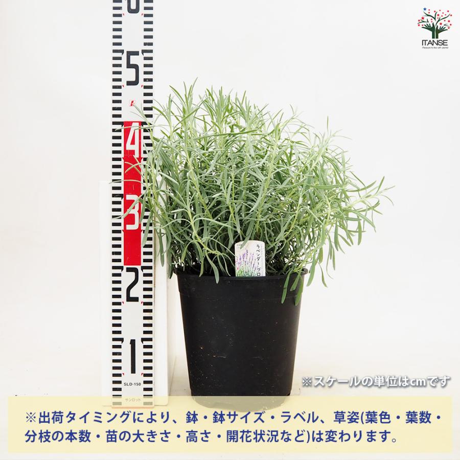 ITANSE ラベンダーの苗 ラバンジン グロッソ ハーブの苗 7〜号鉢 大苗