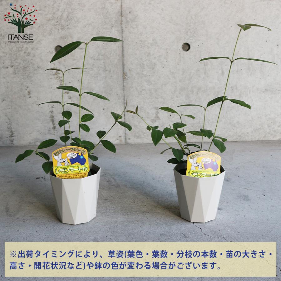 レモンマートル ハーブの苗 花木 4号鉢 1個売り 料理 ガーデニング 家庭菜園 簡単 送料無料 Her001 野菜苗 植物 青果物販売のitanse 通販 Yahoo ショッピング
