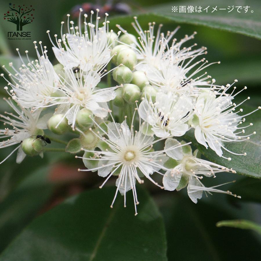 レモンマートル ハーブの苗 花木 4号鉢 1個売り 料理 ガーデニング 家庭菜園 簡単 送料無料 Her001 野菜苗 植物 青果物販売のitanse 通販 Yahoo ショッピング