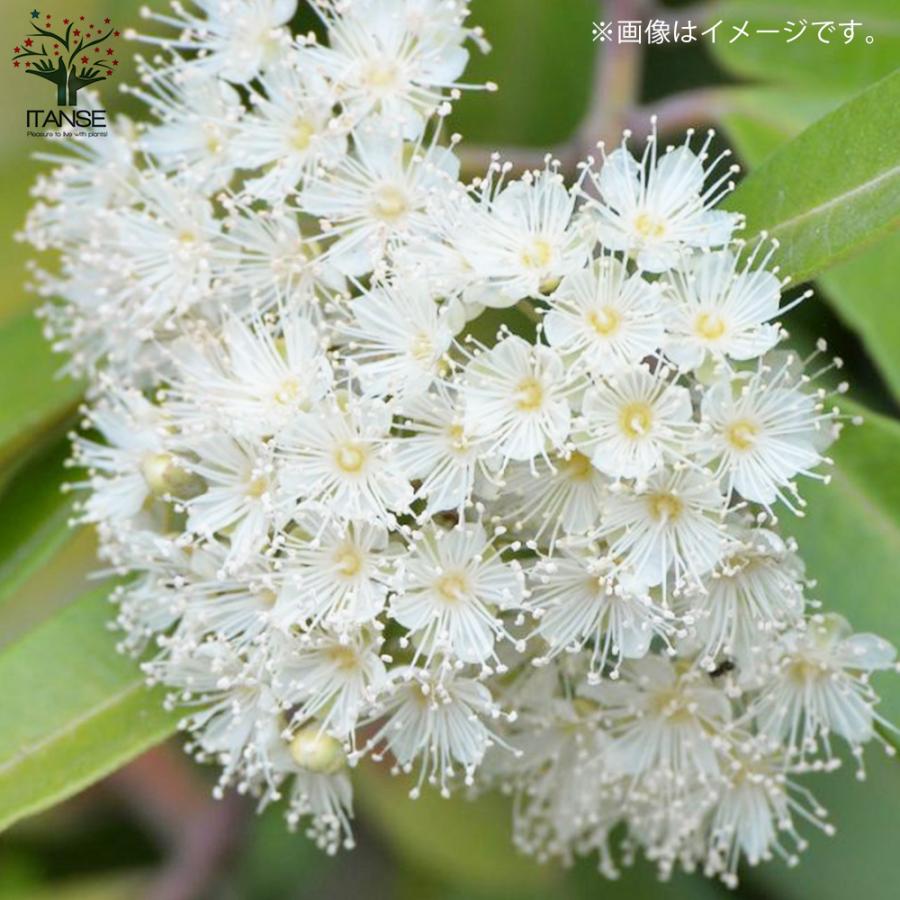 レモンマートル ハーブの苗 花木 4号鉢 1個売り 料理 ガーデニング 家庭菜園 簡単 送料無料 Her001 野菜苗 植物 青果物販売のitanse 通販 Yahoo ショッピング