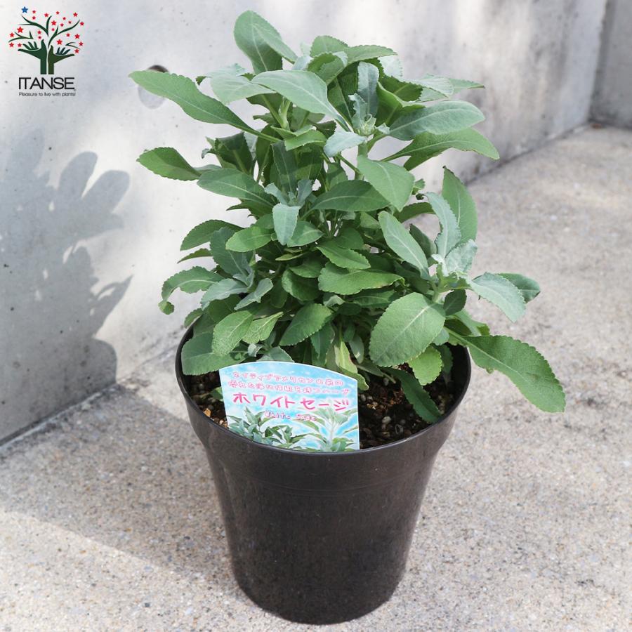 ホワイトセージの苗 ハーブの苗 5号鉢大苗 1個売り 料理 ガーデニング 家庭菜園 簡単 送料無料 Her 野菜苗 植物 青果物販売のitanse 通販 Yahoo ショッピング