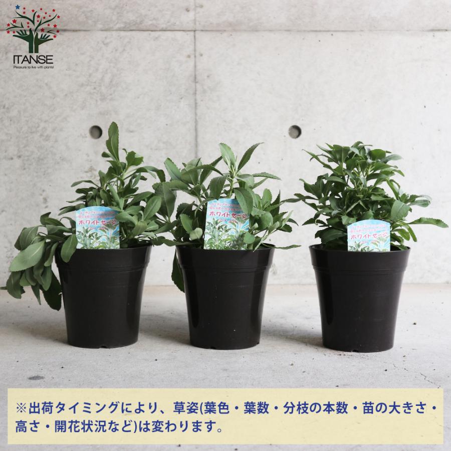 ホワイトセージの苗 ハーブの苗 5号鉢大苗 お買い得4個セット 料理 ガーデニング 家庭菜園 簡単 送料無料 Her 野菜苗 植物 青果物販売のitanse 通販 Yahoo ショッピング