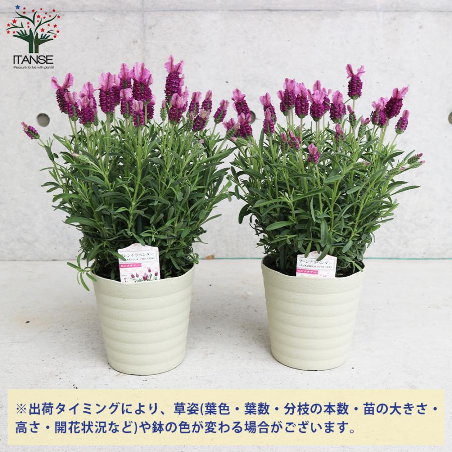 満点の フレンチラベンダー ピンクサマー ハーブの苗 5号鉢 1個売り 料理 ガーデニング 家庭菜園 簡単 送料無料 Columbiatools Com