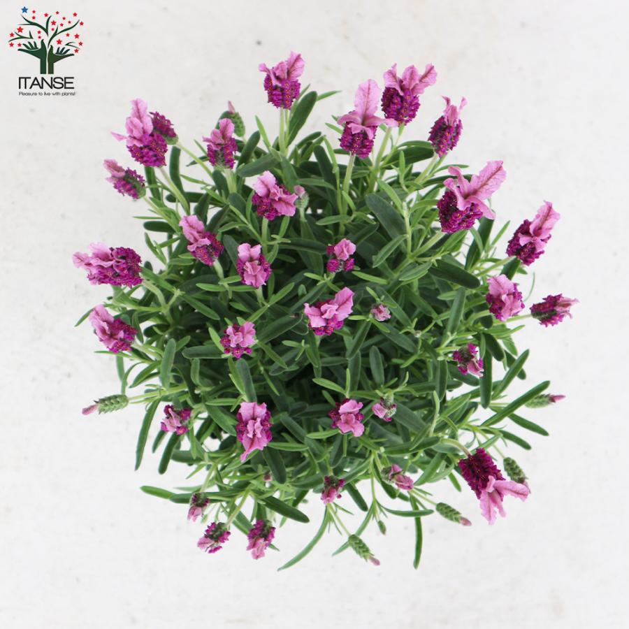 満点の フレンチラベンダー ピンクサマー ハーブの苗 5号鉢 1個売り 料理 ガーデニング 家庭菜園 簡単 送料無料 Columbiatools Com