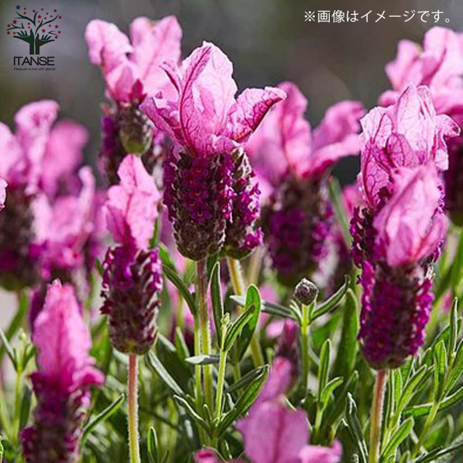 満点の フレンチラベンダー ピンクサマー ハーブの苗 5号鉢 1個売り 料理 ガーデニング 家庭菜園 簡単 送料無料 Columbiatools Com