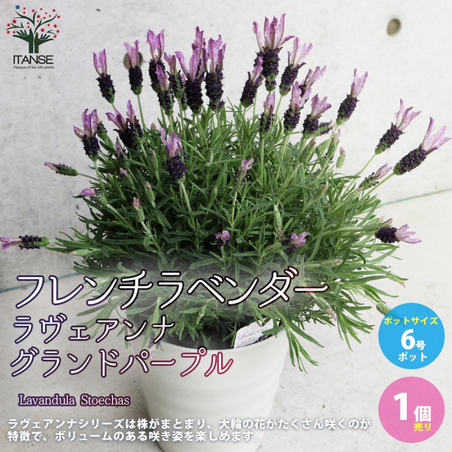 フレンチラベンダー ラヴェアンナ グランドパープル ハーブの苗 6号鉢 1個売り 料理 ガーデニング 家庭菜園 簡単 送料無料 Her 野菜苗 植物 青果物販売のitanse 通販 Yahoo ショッピング