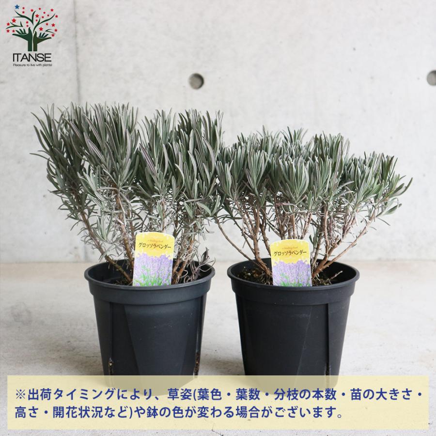 ITANSE ラベンダー ラバンジン グロッソ ハーブの苗 5号鉢 大苗 ITANSE ラベンダー ラバンジン グロッソ ハーブの苗 5号鉢 大苗