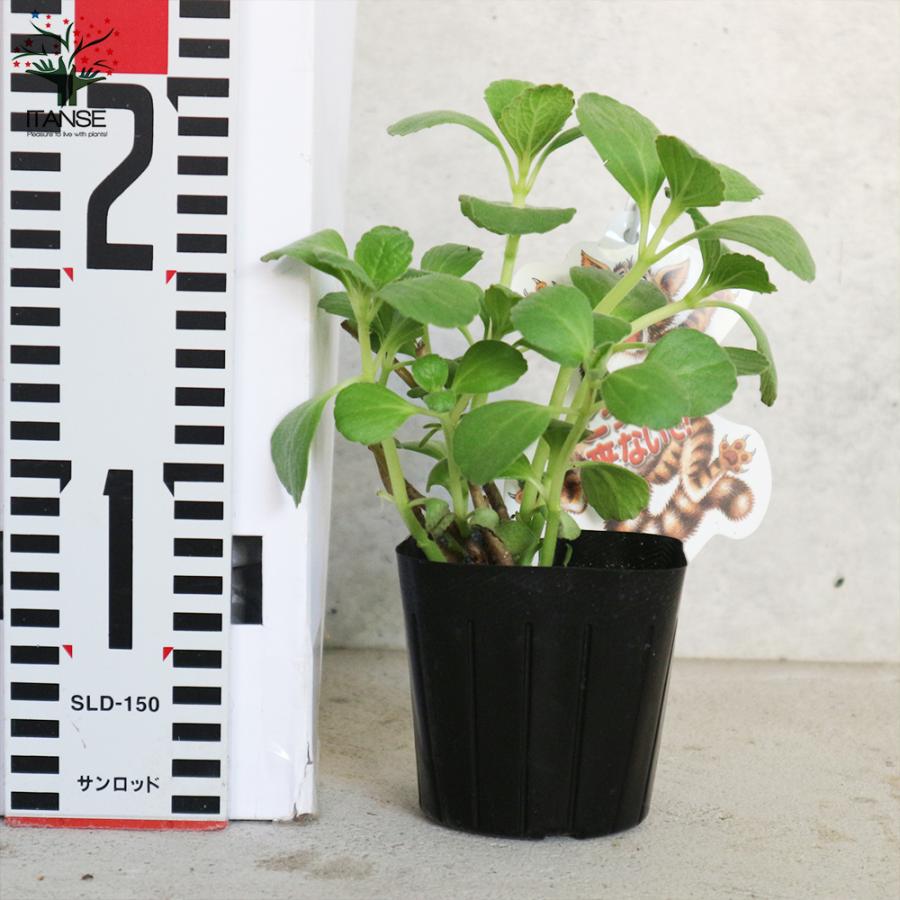 こっちに来ないで!コリウスカニナ・ ティピカル(緑葉) ハーブの苗 9cmポット苗 お買い得4個セット 家庭菜園 簡単 送料無料|itanse|02