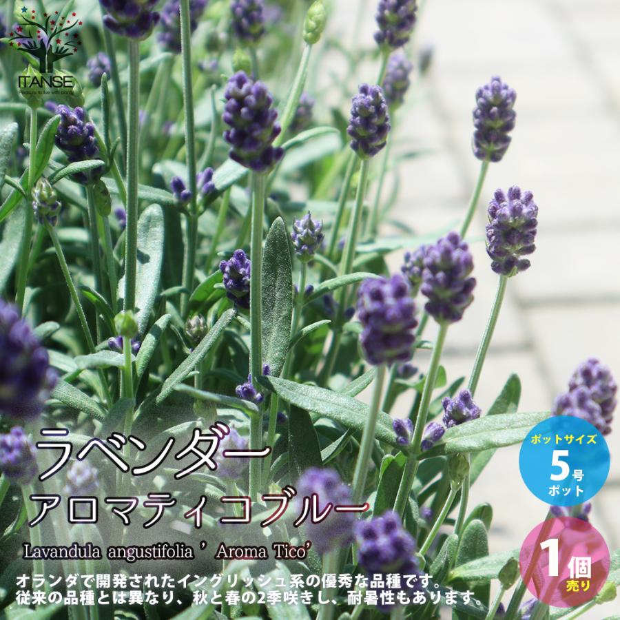 ITANSE ラベンダー ・アロマティコ ブルー ハーブの苗 5号鉢 1個売り