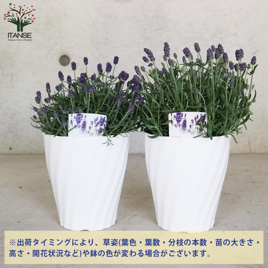 ITANSE ラベンダー ・アロマティコ ブルー ハーブの苗 5号鉢 1個売り
