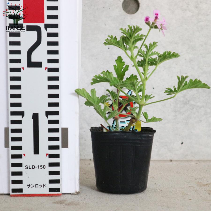 モスキートバスター ハーブゼラニウム 蚊連草 ハーブの苗 忌避植物 9cmポット お買い得2個セット 家庭菜園 簡単 送料無料 Her 野菜苗 植物 青果物販売のitanse 通販 Yahoo ショッピング