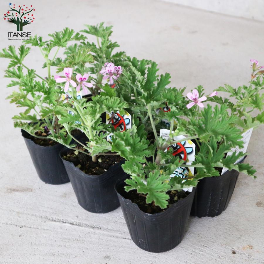 モスキートバスター ハーブゼラニウム 蚊連草 ハーブの苗 忌避植物 9cmポット お買い得2個セット 家庭菜園 簡単 送料無料 Her 野菜苗 植物 青果物販売のitanse 通販 Yahoo ショッピング
