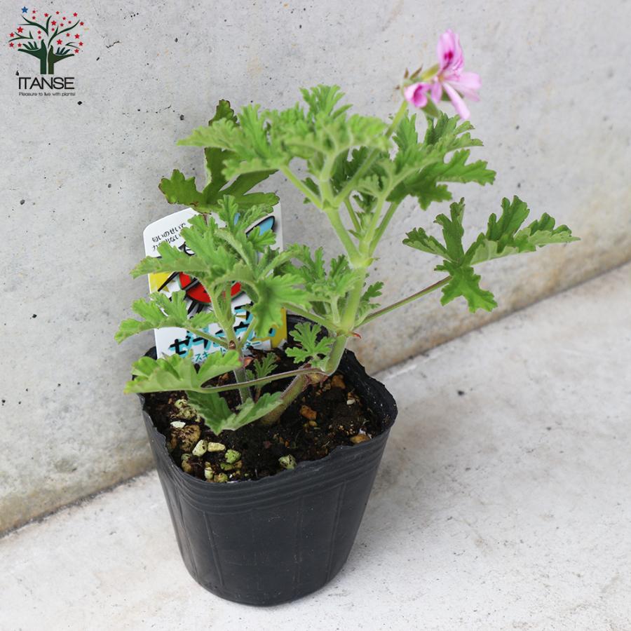 モスキートバスター ハーブゼラニウム 蚊連草 ハーブの苗 忌避植物 9cmポット お買い得2個セット 家庭菜園 簡単 送料無料 Her 野菜苗 植物 青果物販売のitanse 通販 Yahoo ショッピング