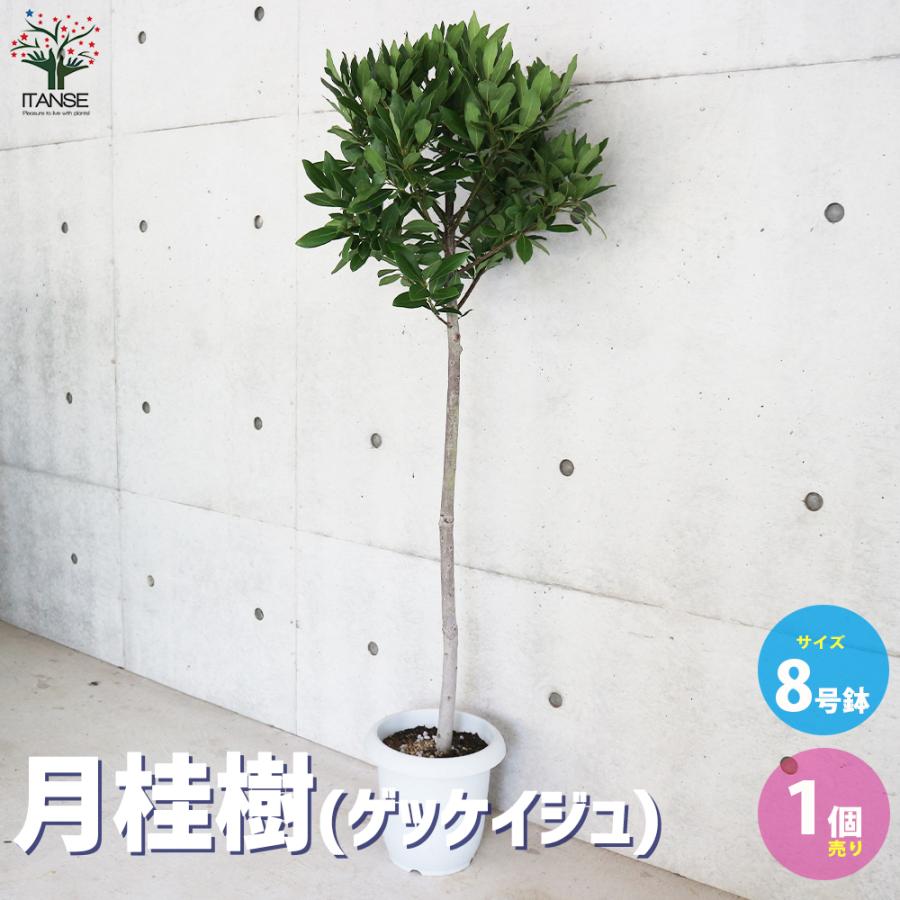 2025年12月】月桂樹（ハーブ苗）のおすすめ人気ランキング - Yahoo