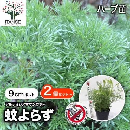 ITANSE 蚊よらず(アルテメシア サザンウッド) ハーブ苗 9cmポット 2個セット 送料無料 イタンセ公式（Yahoo!・野菜苗・植物・青果物販売のITANSE）