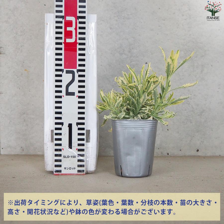 ITANSE ラベンダー メルロー ハーブの苗 3号ポット/お買い得12個セット