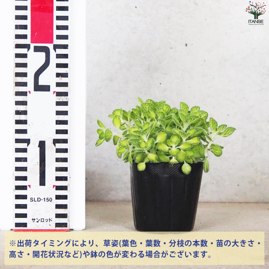 ITANSE アロマティカス ライムシャワー ハーブの苗 3号/1個売り ハーブ