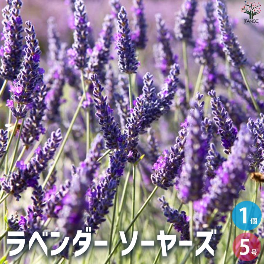 パープル ラベンダー 💥CUSTOM, ITS WHAT WE DO💥 Fully built all