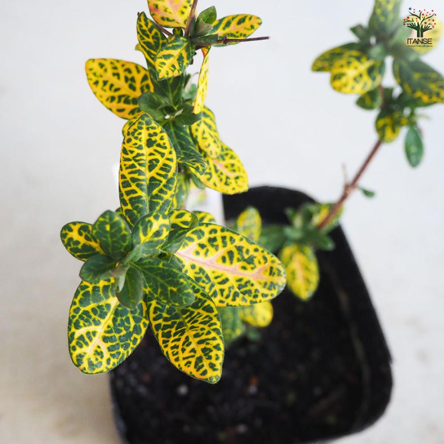 メル82821　ハニーサックル苗約50g メル82821 ハニーサックル苗約50g 楽天市場】スイカズラ ゴールデン