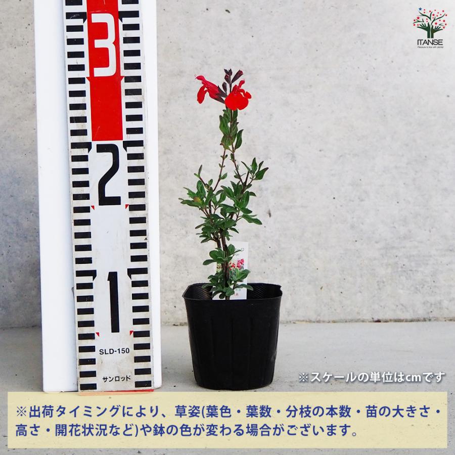 ITANSE チェリーセージ ハーブの苗 9cmポット/お買い得3個セット