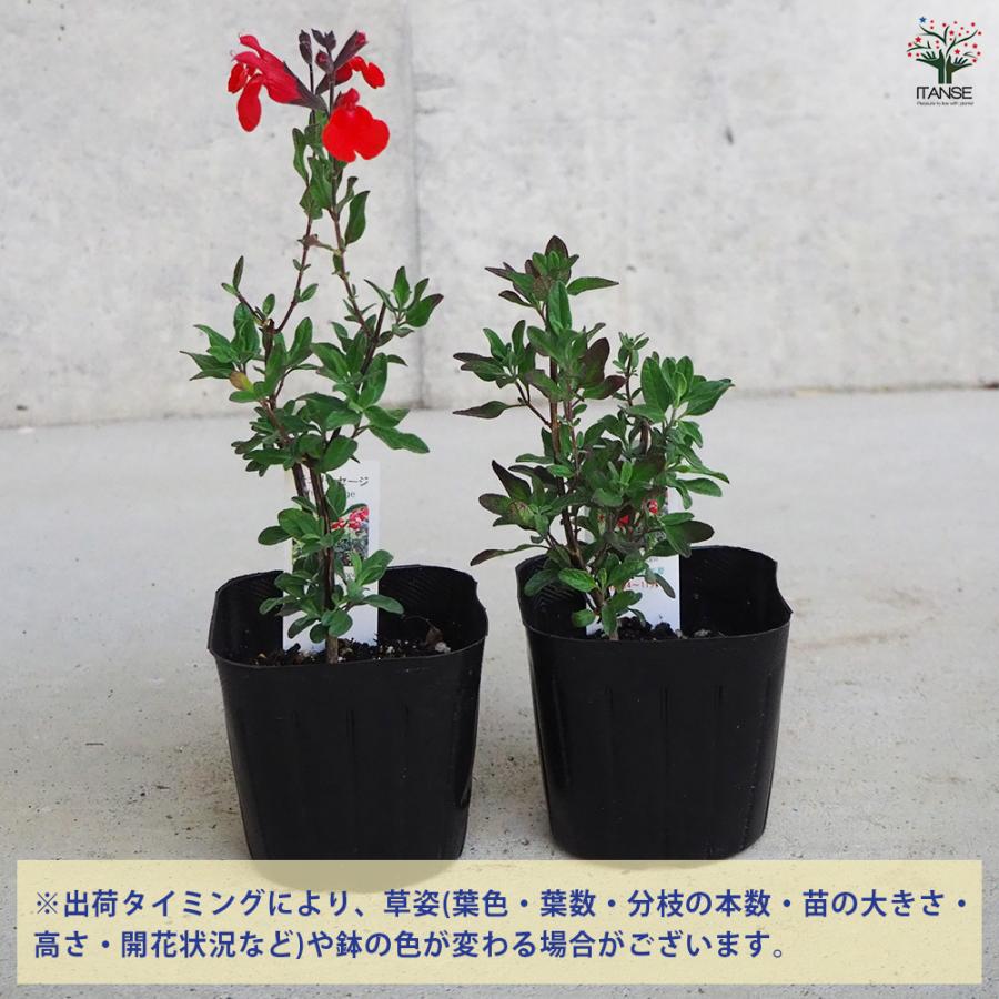 ITANSE チェリーセージ ハーブの苗 9cmポット/お買い得3個セット