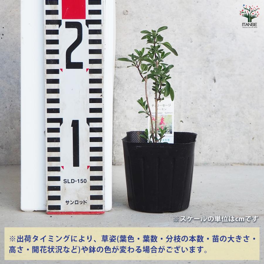 ITANSE チェリーセージ サーモン ハーブの苗 9cmポット/お買い得3個
