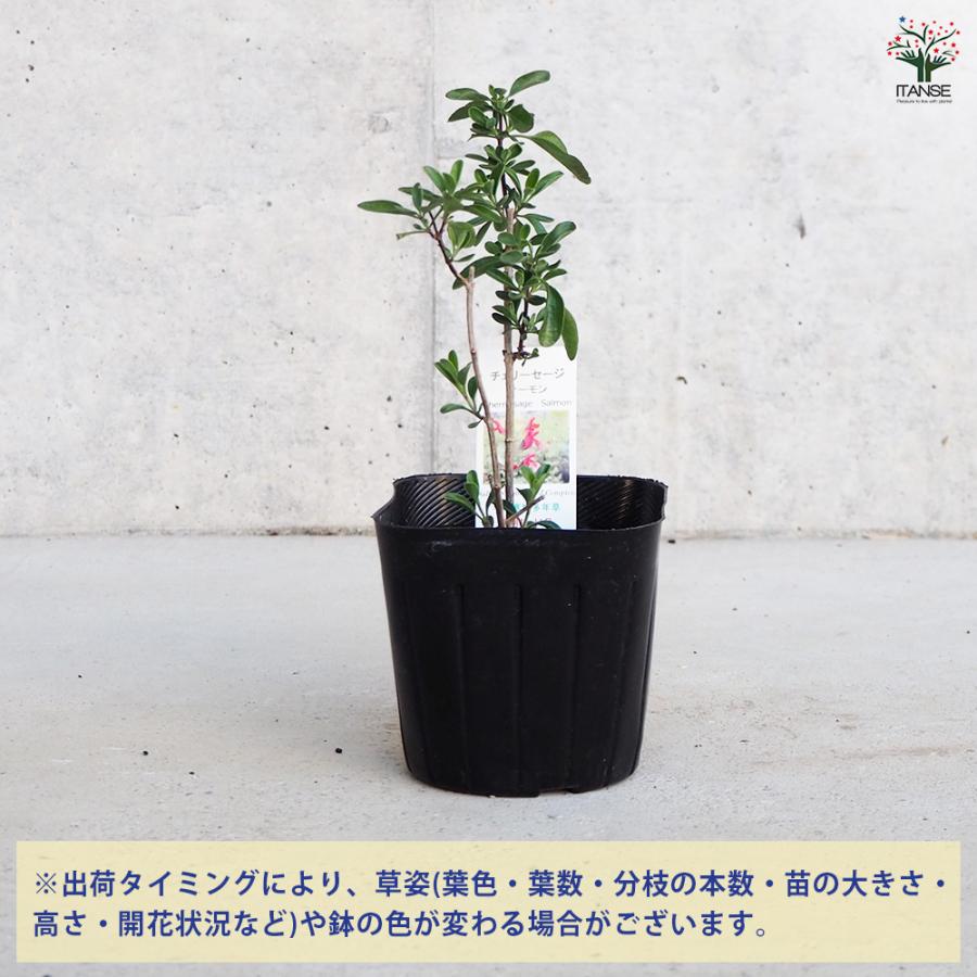 ITANSE チェリーセージ サーモン ハーブの苗 9cmポット/お買い得3個
