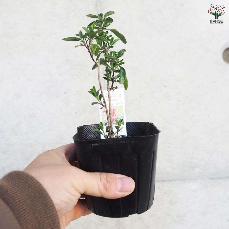 ITANSE チェリーセージ サーモン ハーブの苗 9cmポット/お買い得3個