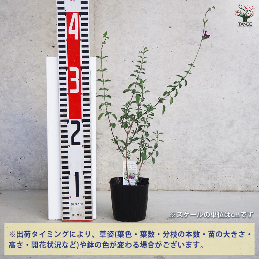 ITANSE チェリーセージ パープル ハーブの苗 9cmポット/お買い得3個