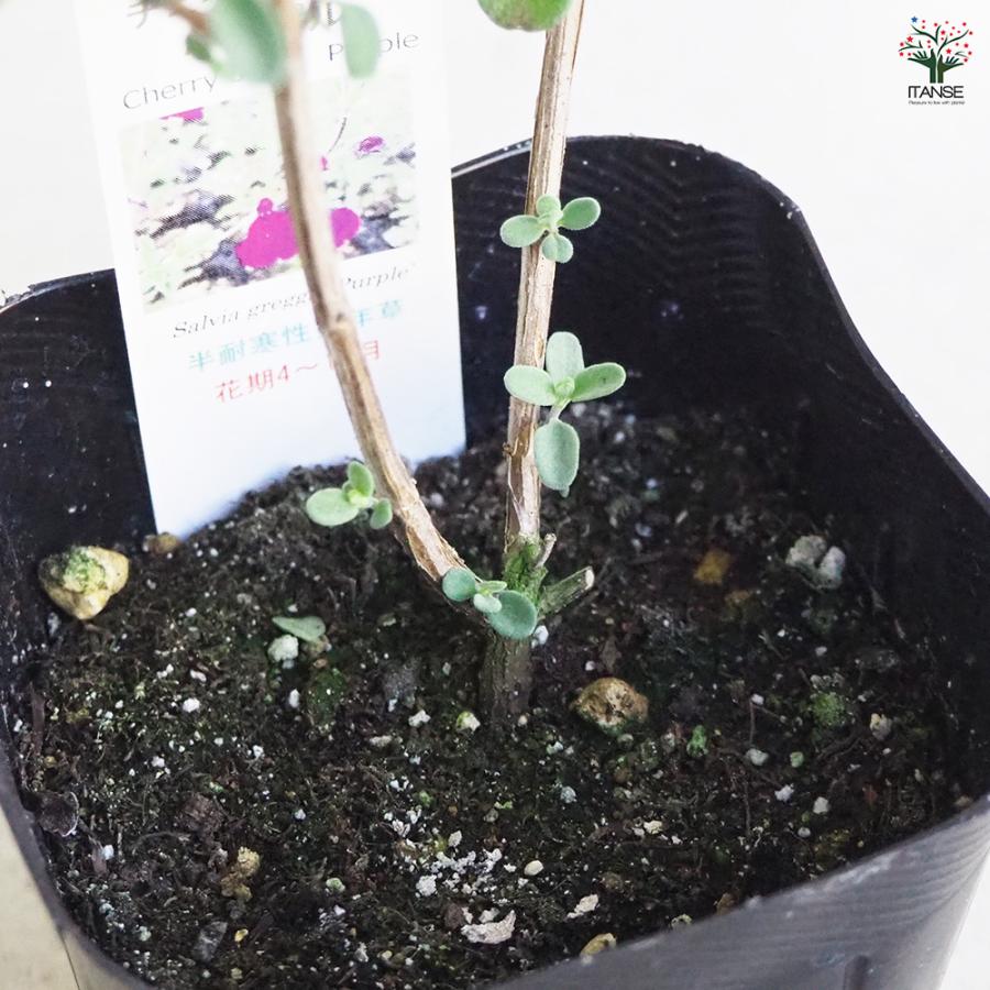 ITANSE チェリーセージ パープル ハーブの苗 9cmポット/お買い得3個